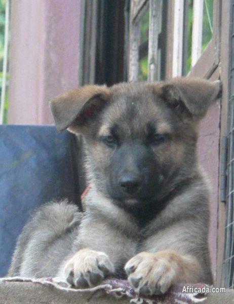 THOROUGHBRED GERMAN SHEPHERD PUPS FOR SALE Dogs Puppies For Sale In thoroughbred-german-shepherd-pups-for-sale-dogs-puppies-for-sale-in