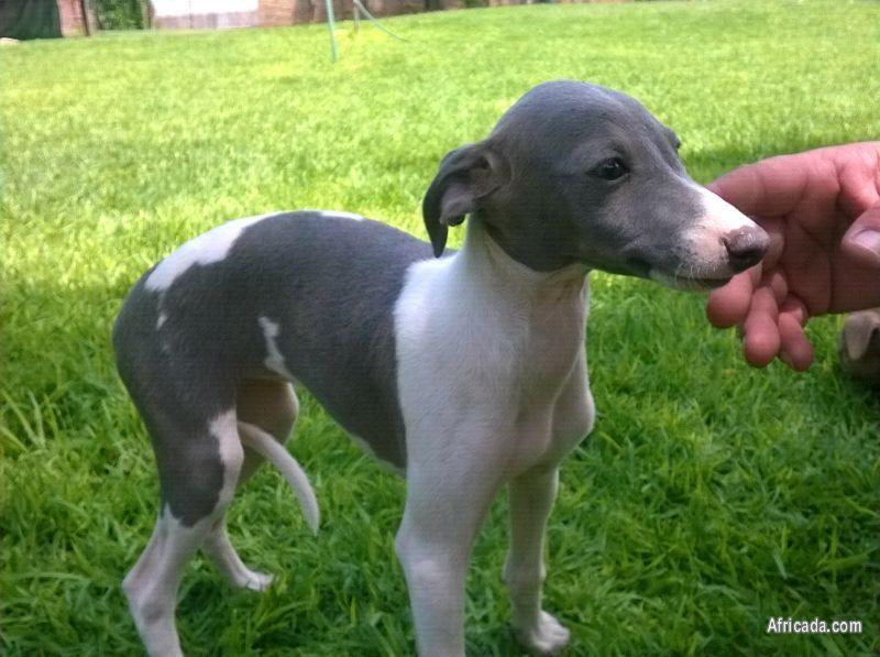 hunting whippets for sale