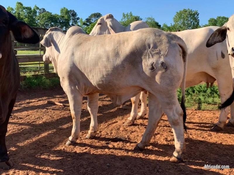 Bonsmara, Brahman And Nguni Cattle For Sale Livestock / Poultry for