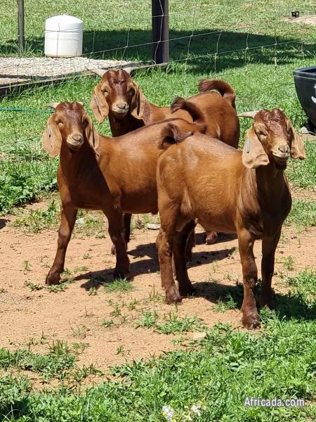 KALAHARI RED GOAT | Livestock / Poultryfor sale in Durban, KwaZulu ...